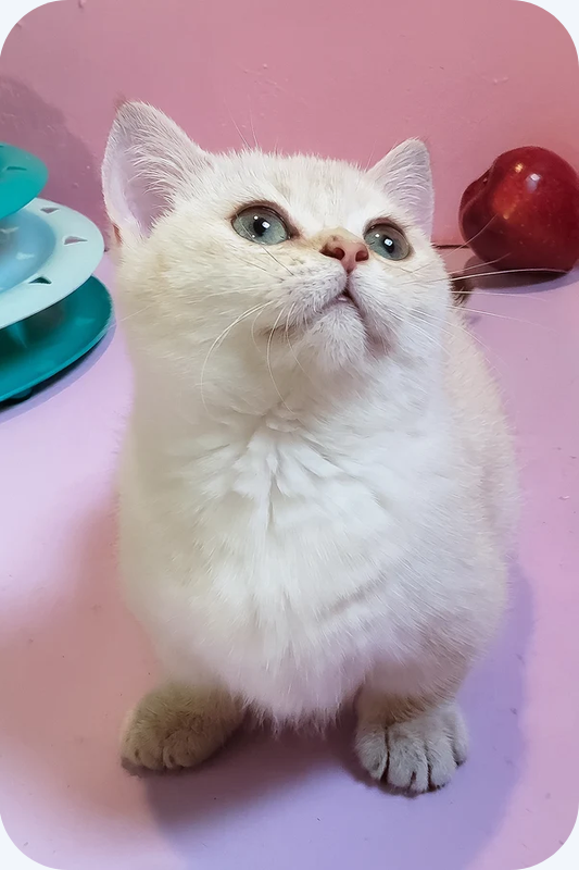 Female Munchkin Kitten image 1