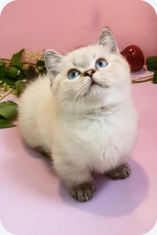 Male Munchkin Kitten image 1