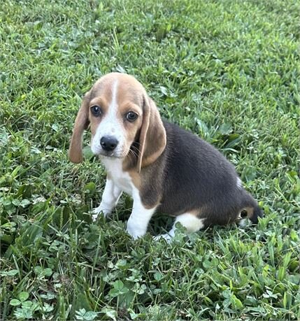 Beagle Puppy image 1