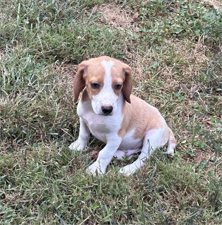 Meet Champ image 1