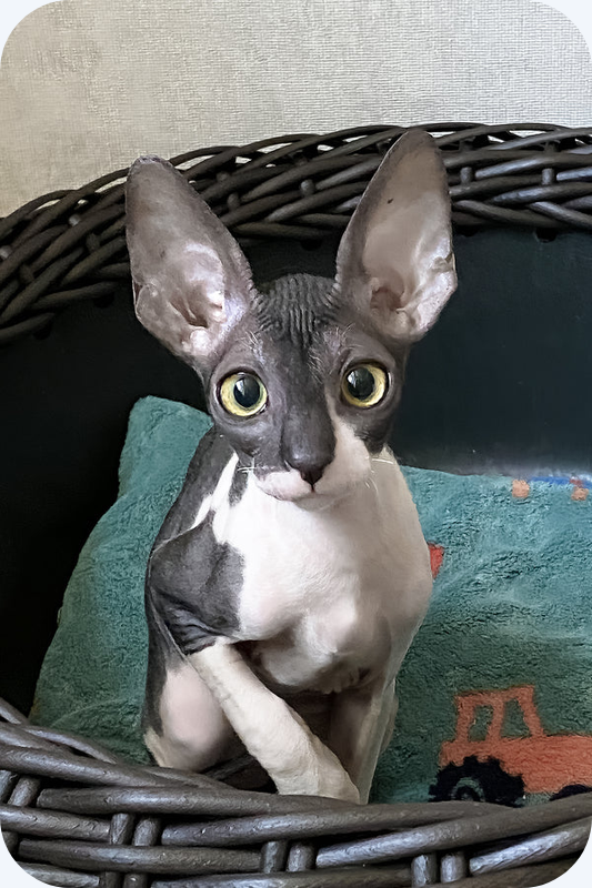 Female Cornish Rex Kitten image 1