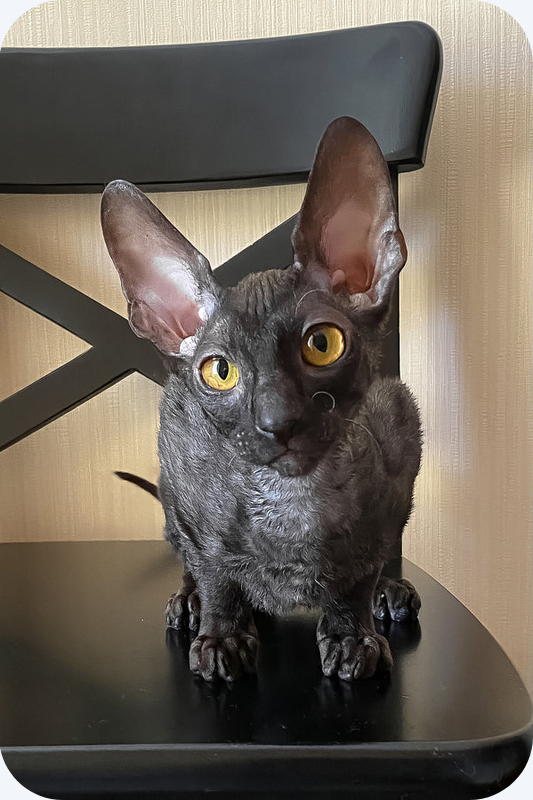Male Cornish Rex Kitten image 1