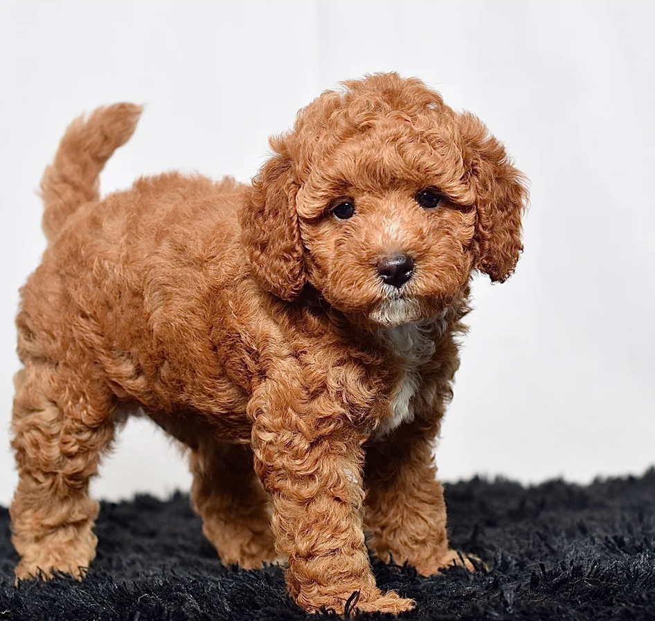 Male Micro Goldendoodle Pup image 1