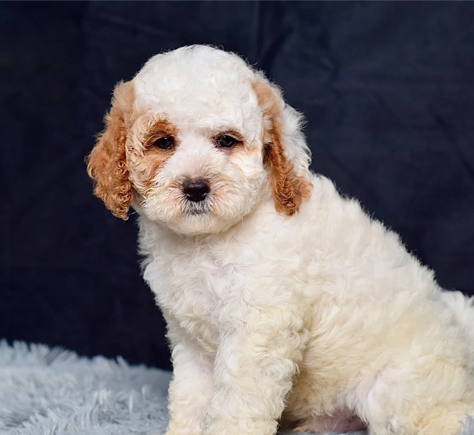 Male Mini Goldendoodle Puppy image 1