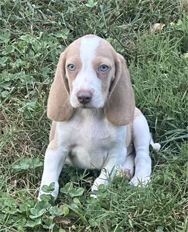 Gorgeous Lucky Boy image 1
