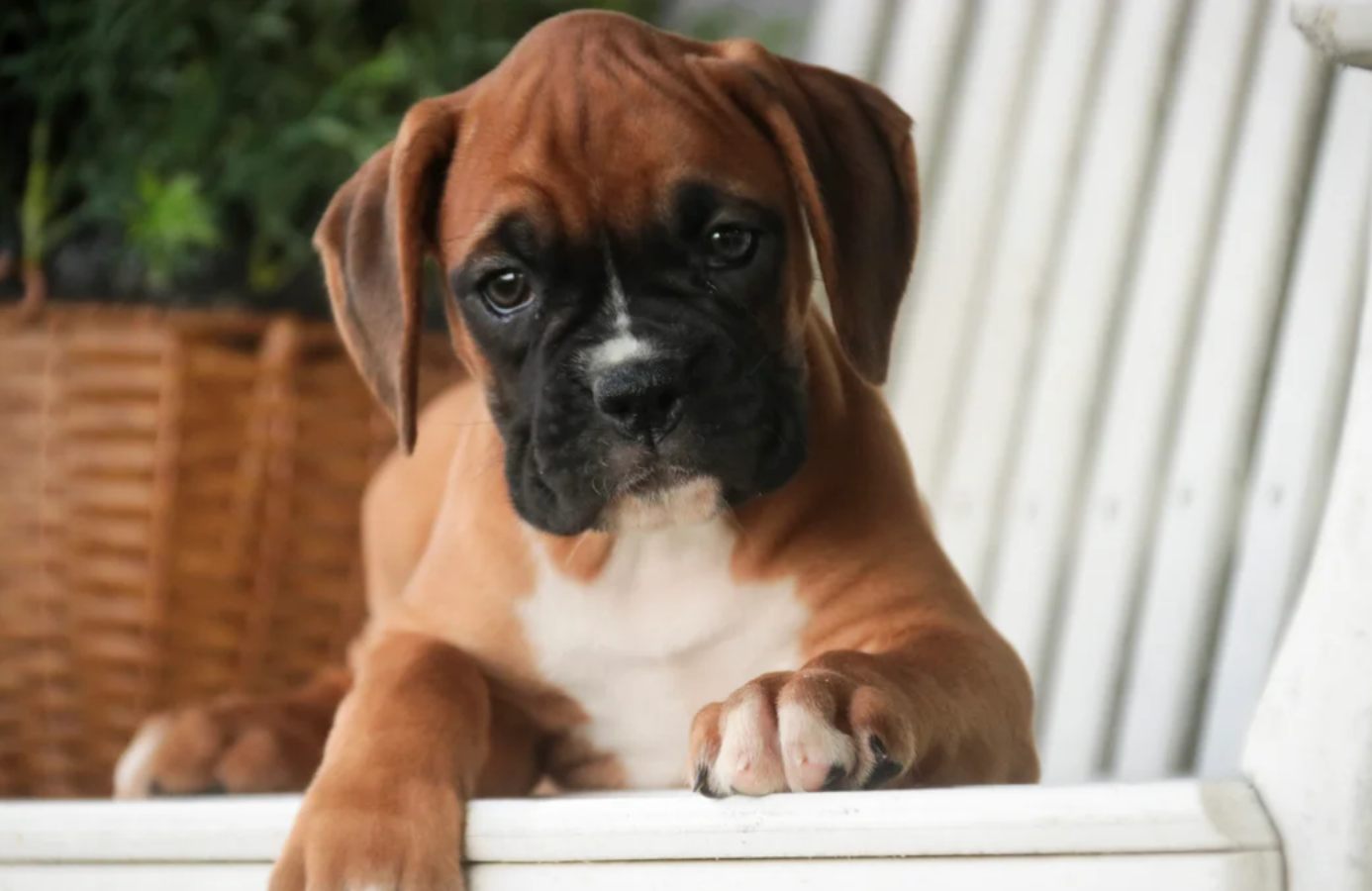 Female Boxer Pup image 1