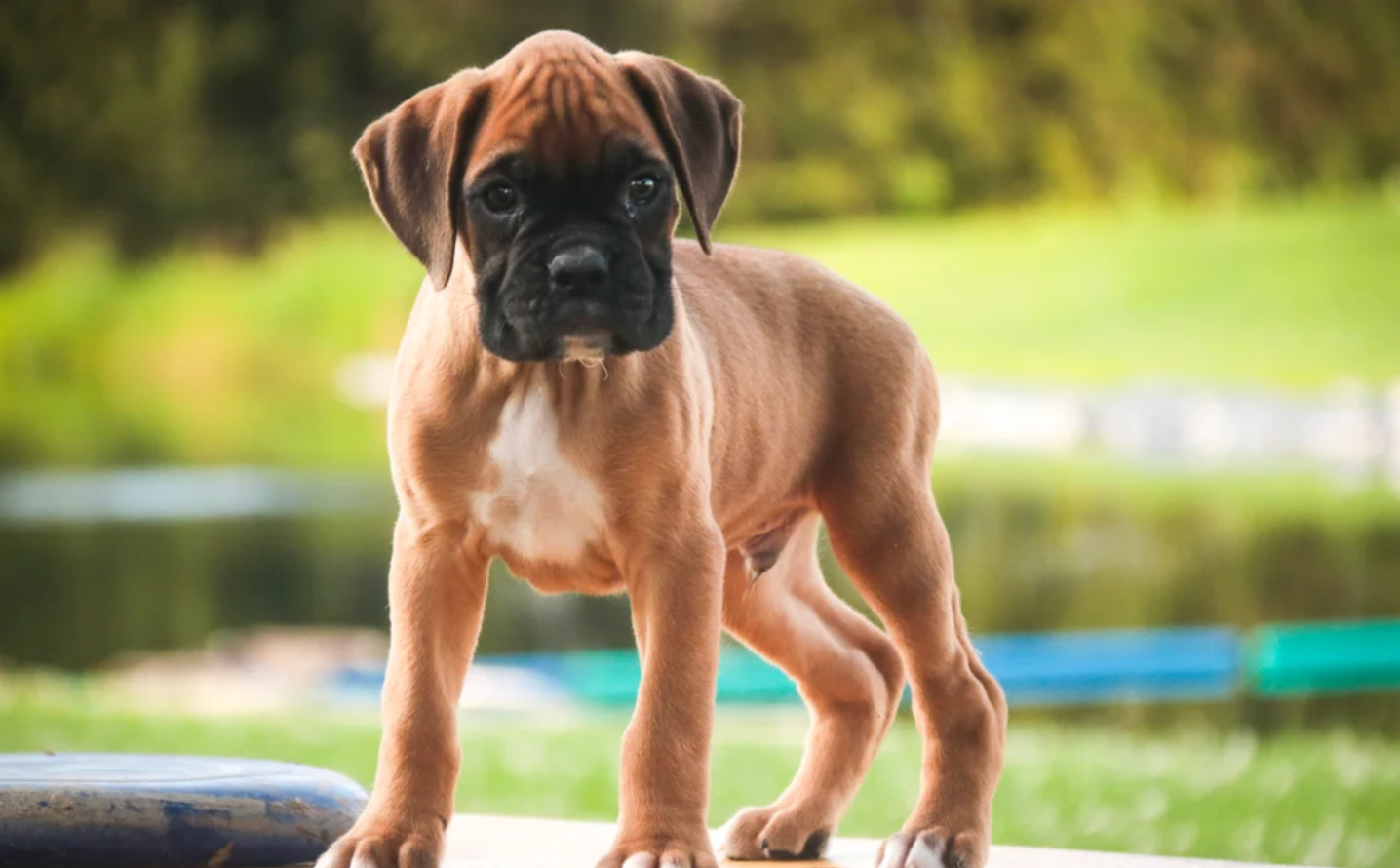 Male Boxer Pup image 1