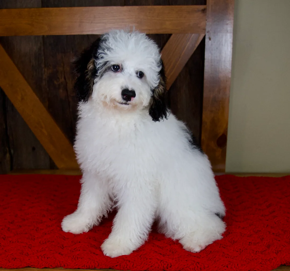 Female Mini Bernedoodle Pup image 1