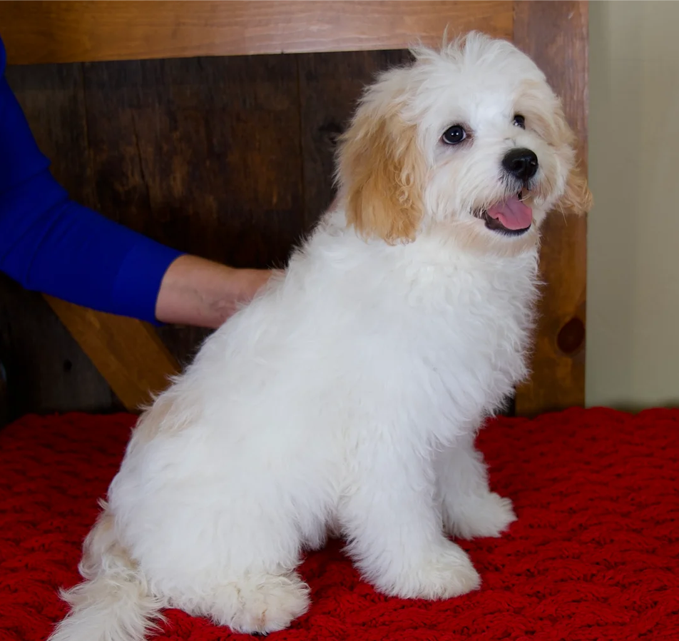 Male Teddy Bear Mini Bernedoodle image 1