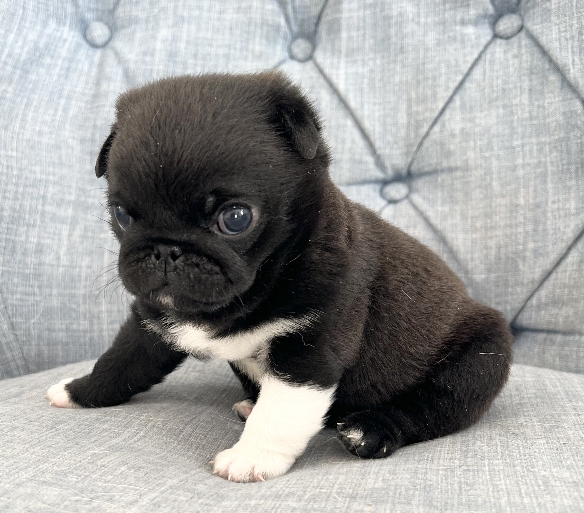 Black male pug puppy image 1