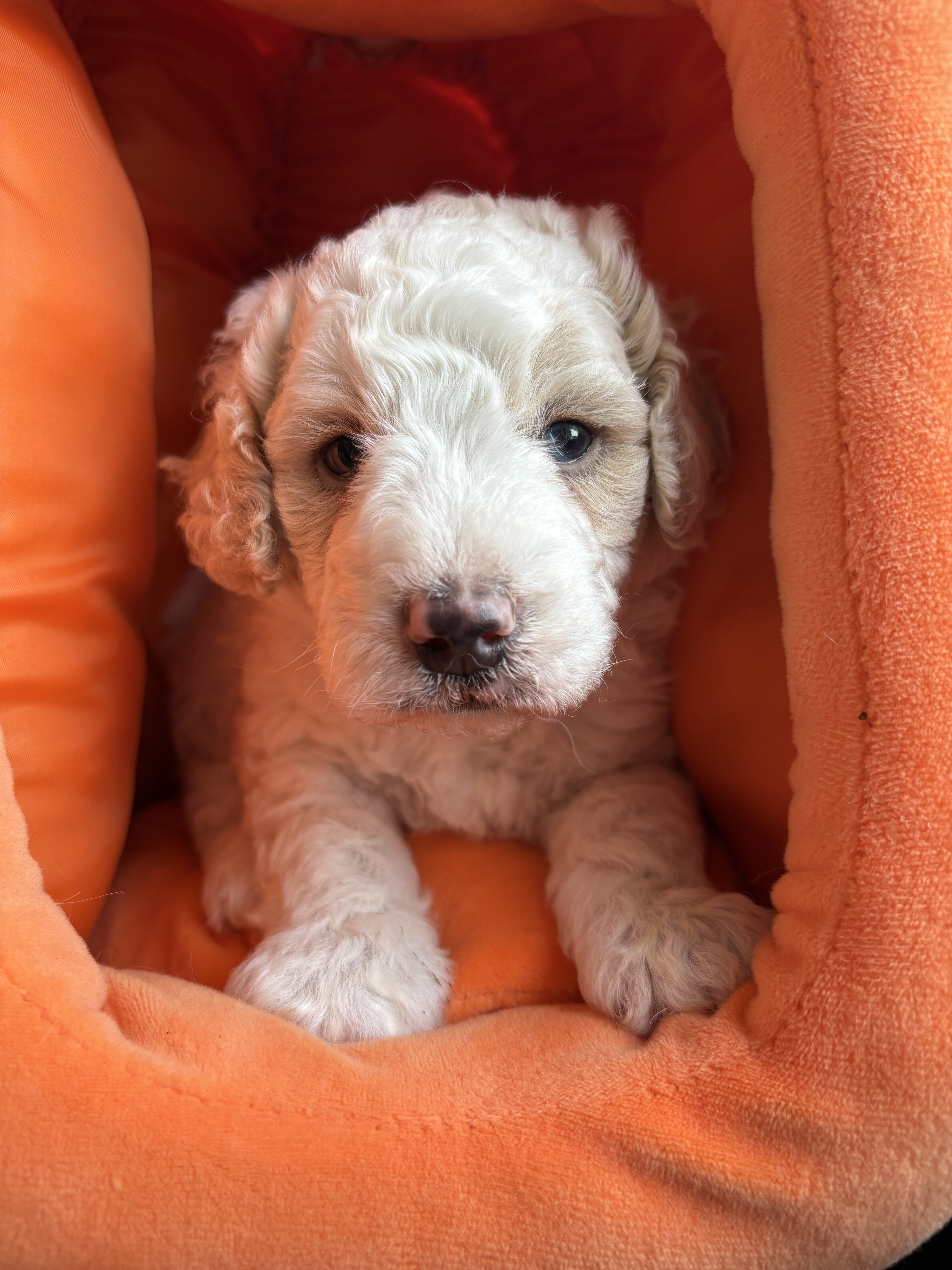 Tank - male mini newfypoo - ready October 1! image 5