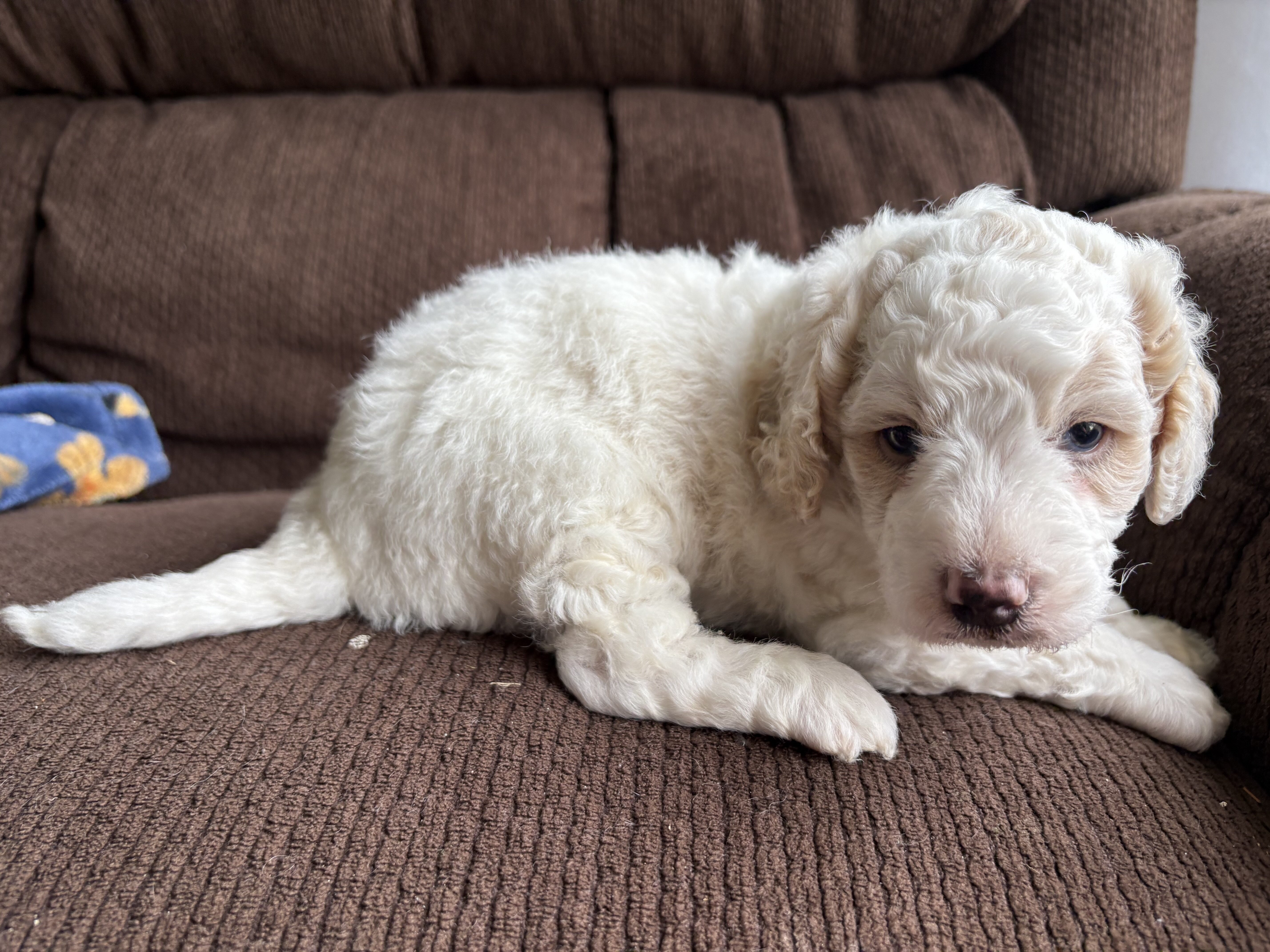 Tank - male mini newfypoo - ready October 1! image 6