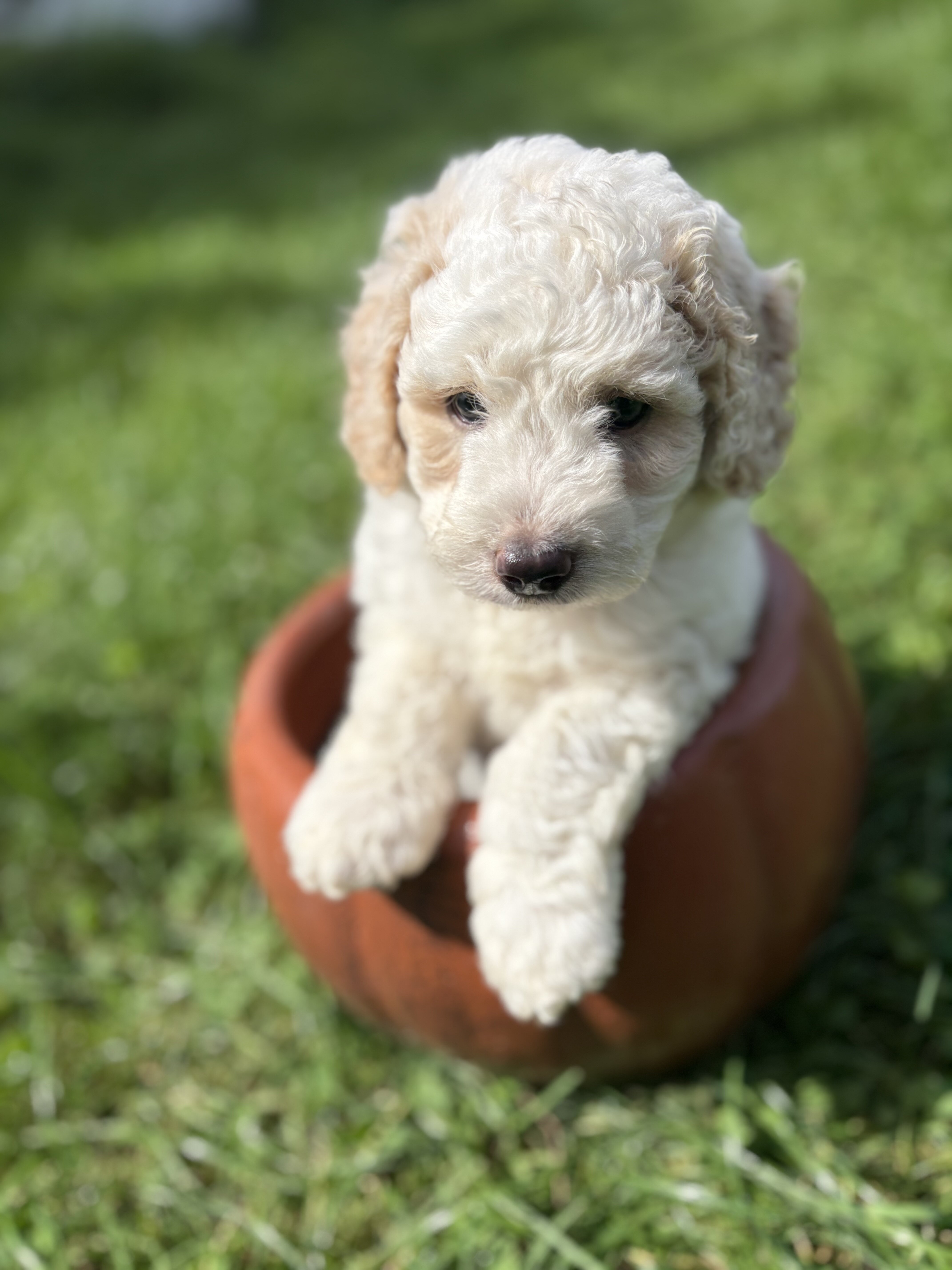 Tank - male mini newfypoo - ready October 1! image 3