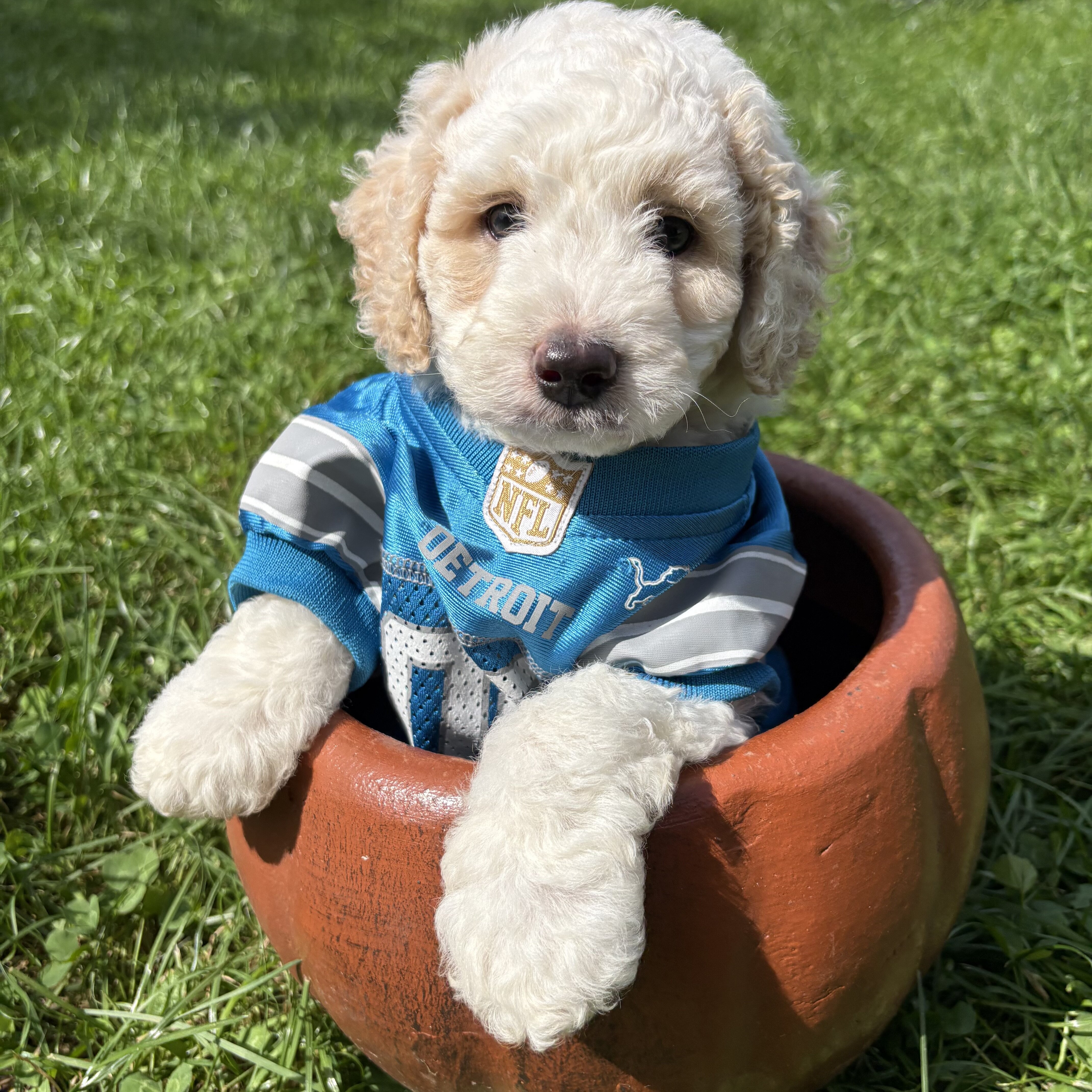 Tank - male mini newfypoo - ready October 1! image 2
