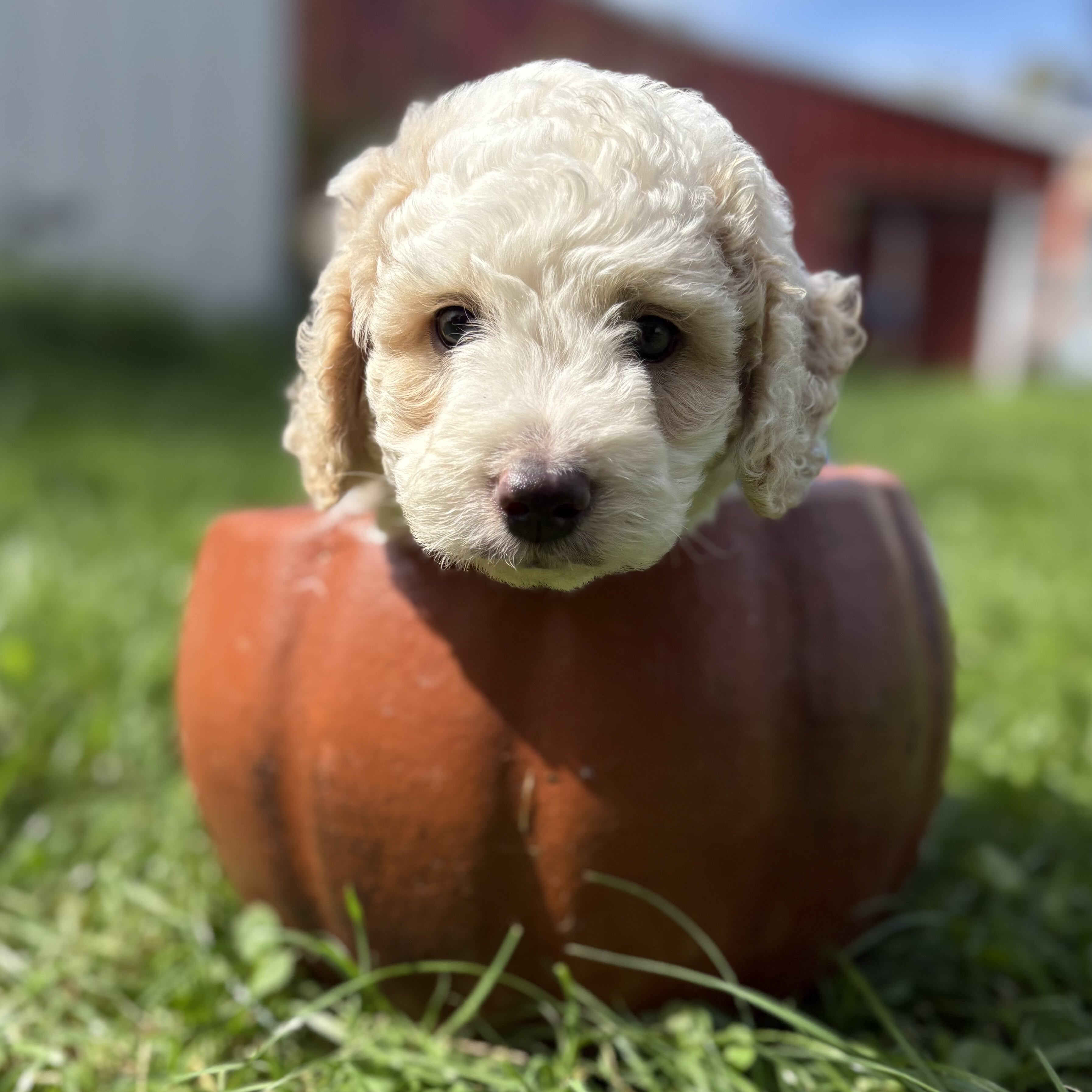 Tank - male mini newfypoo - ready October 1! image 4