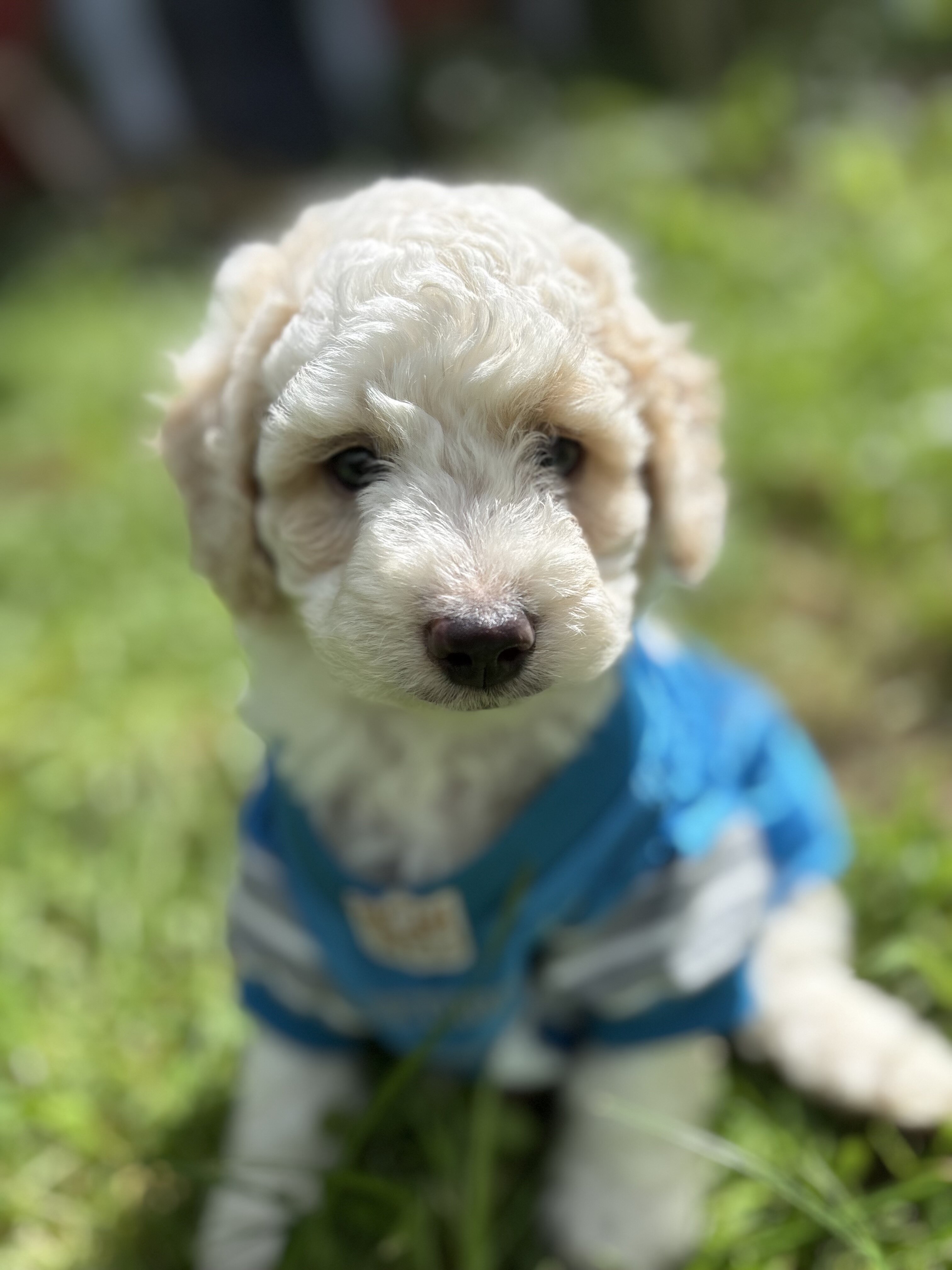 Tank - male mini newfypoo - ready October 1! image 1