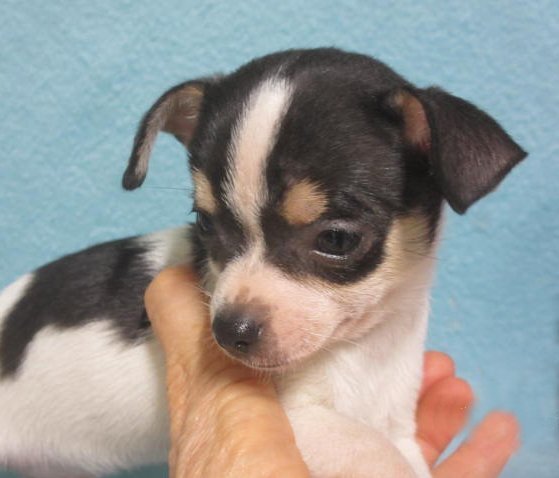 Jimmee, happy Chihuahua boy puppy image 5