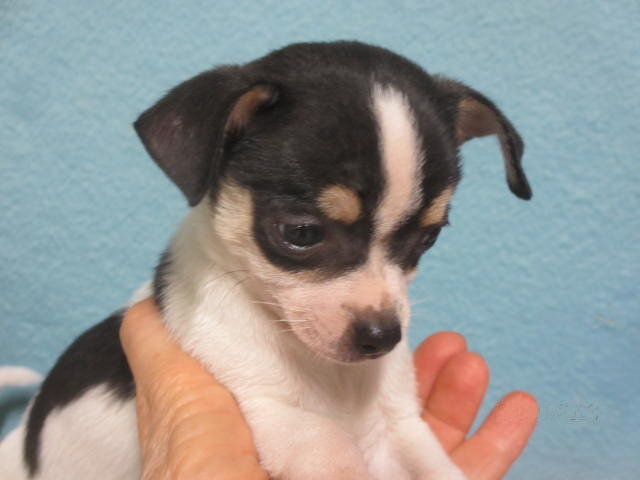 Jimmee, happy Chihuahua boy puppy image 2