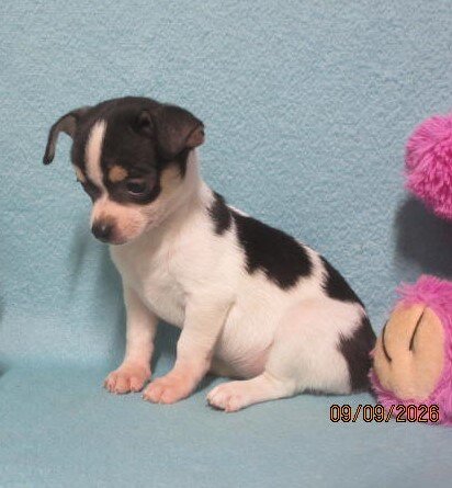 Jimmee, happy Chihuahua boy puppy image 4
