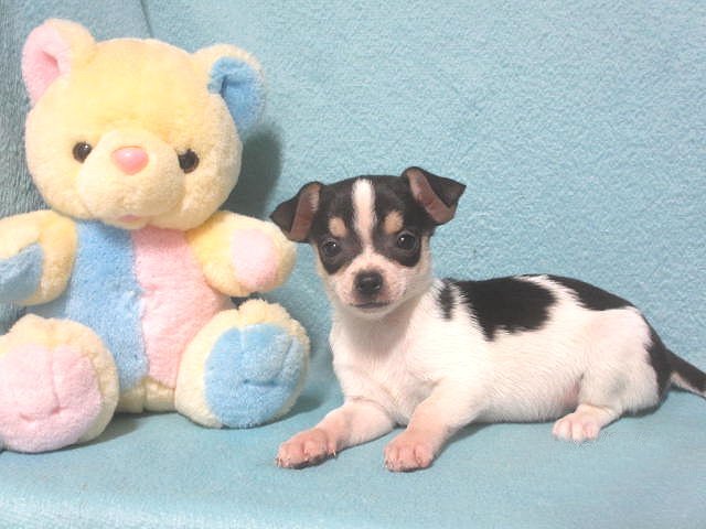 Jimmee, happy Chihuahua boy puppy image 3