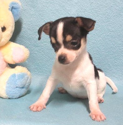 Jimmee, happy Chihuahua boy puppy image 1