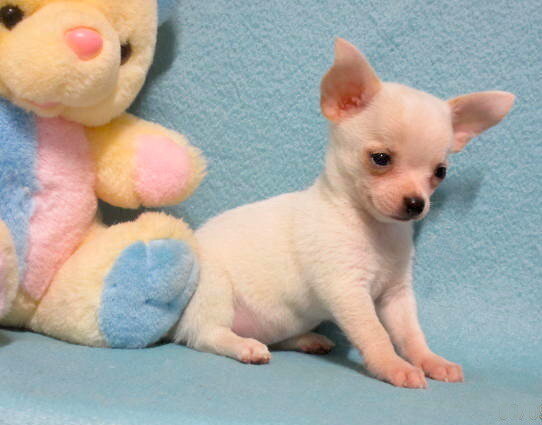 Little Josiah, tiny white Chihuahua boy image 4