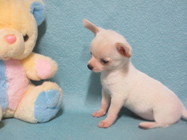 Little Josiah, tiny white Chihuahua boy image 2