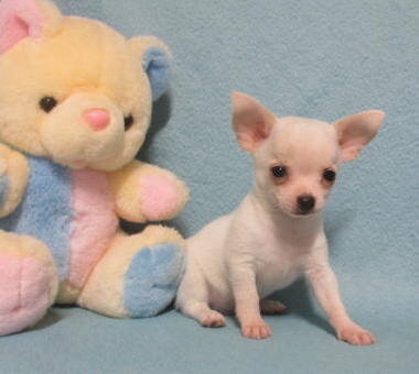 Little Josiah, tiny white Chihuahua boy image 3