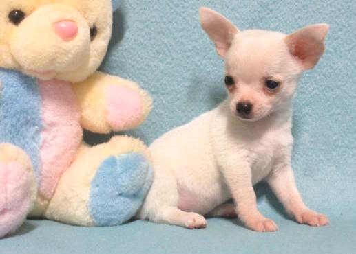 Little Josiah, tiny white Chihuahua boy image 1