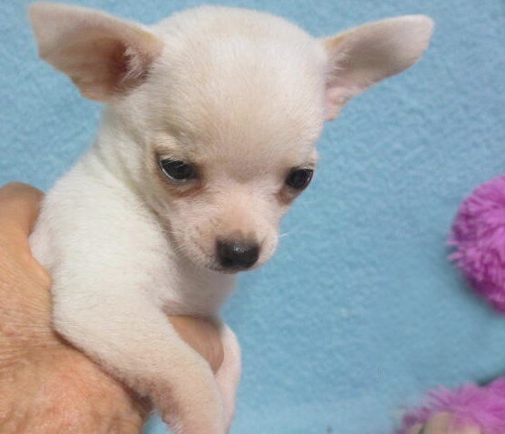 Little Josiah, tiny white Chihuahua boy image 5