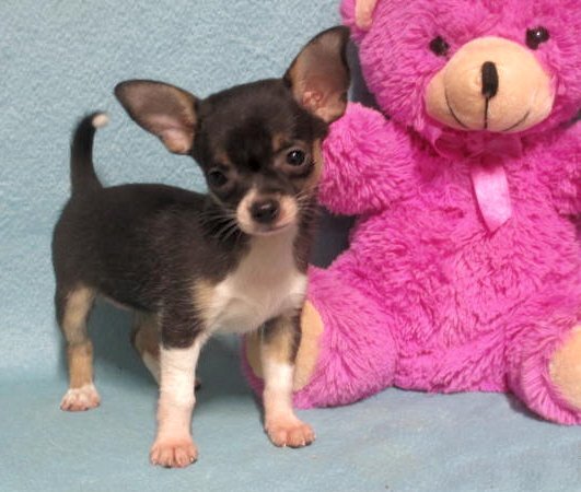 Janee, tiny Chihuahua puppy image 1
