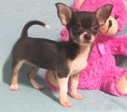 Janee, tiny Chihuahua puppy image 2