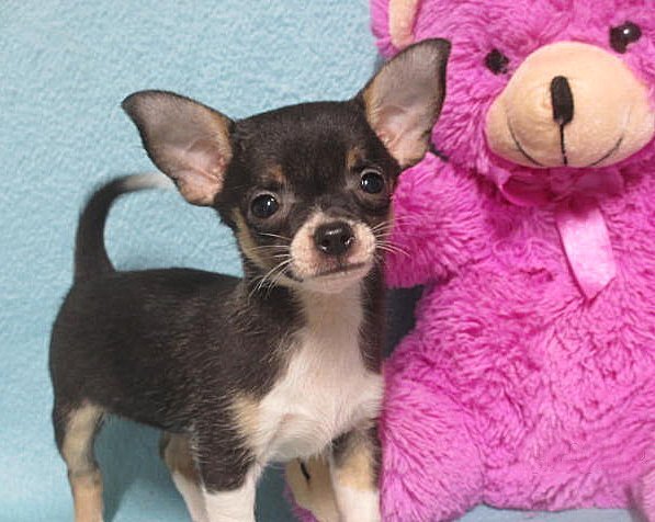 Janee, tiny Chihuahua puppy image 3