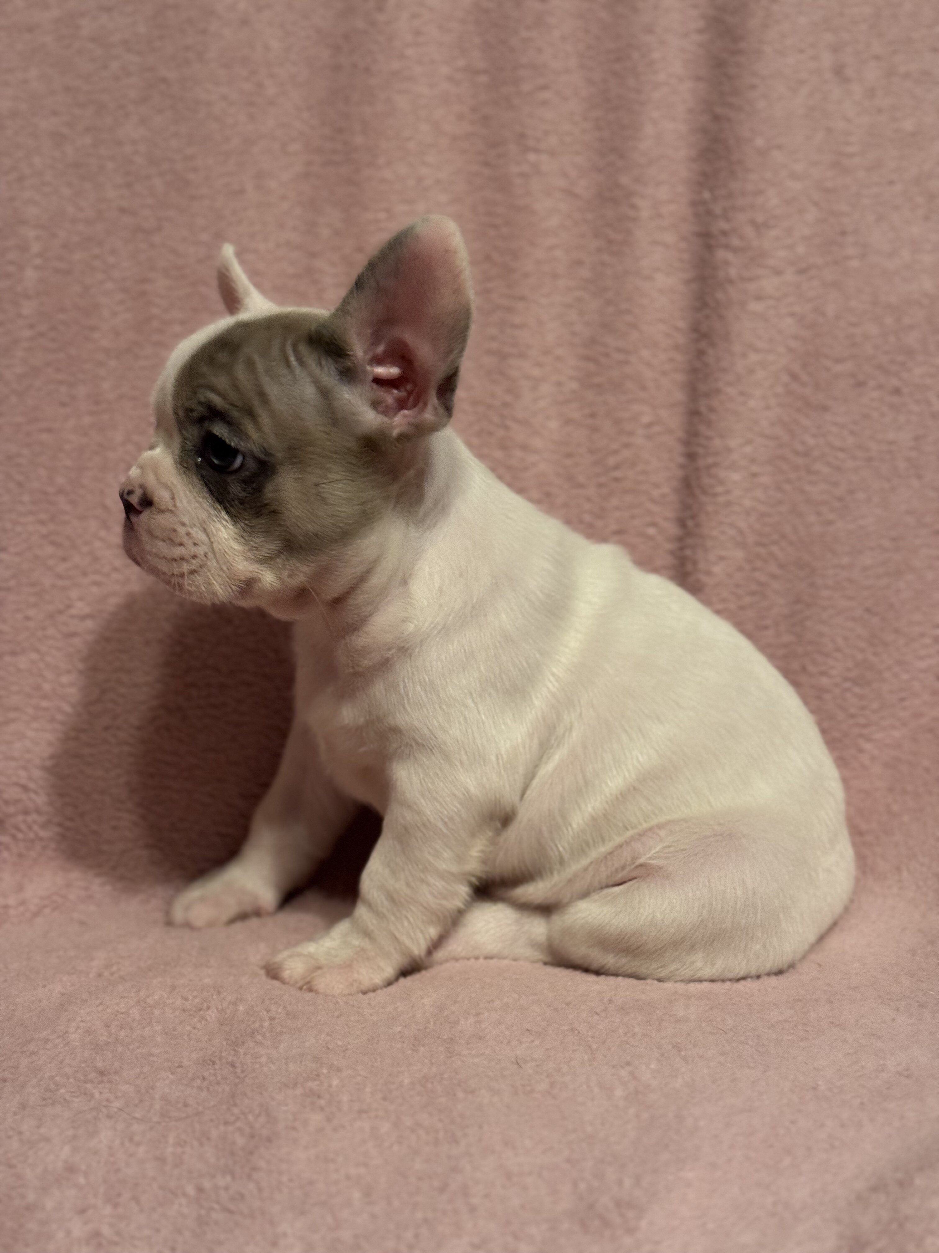 French Bulldog Puppies image 2