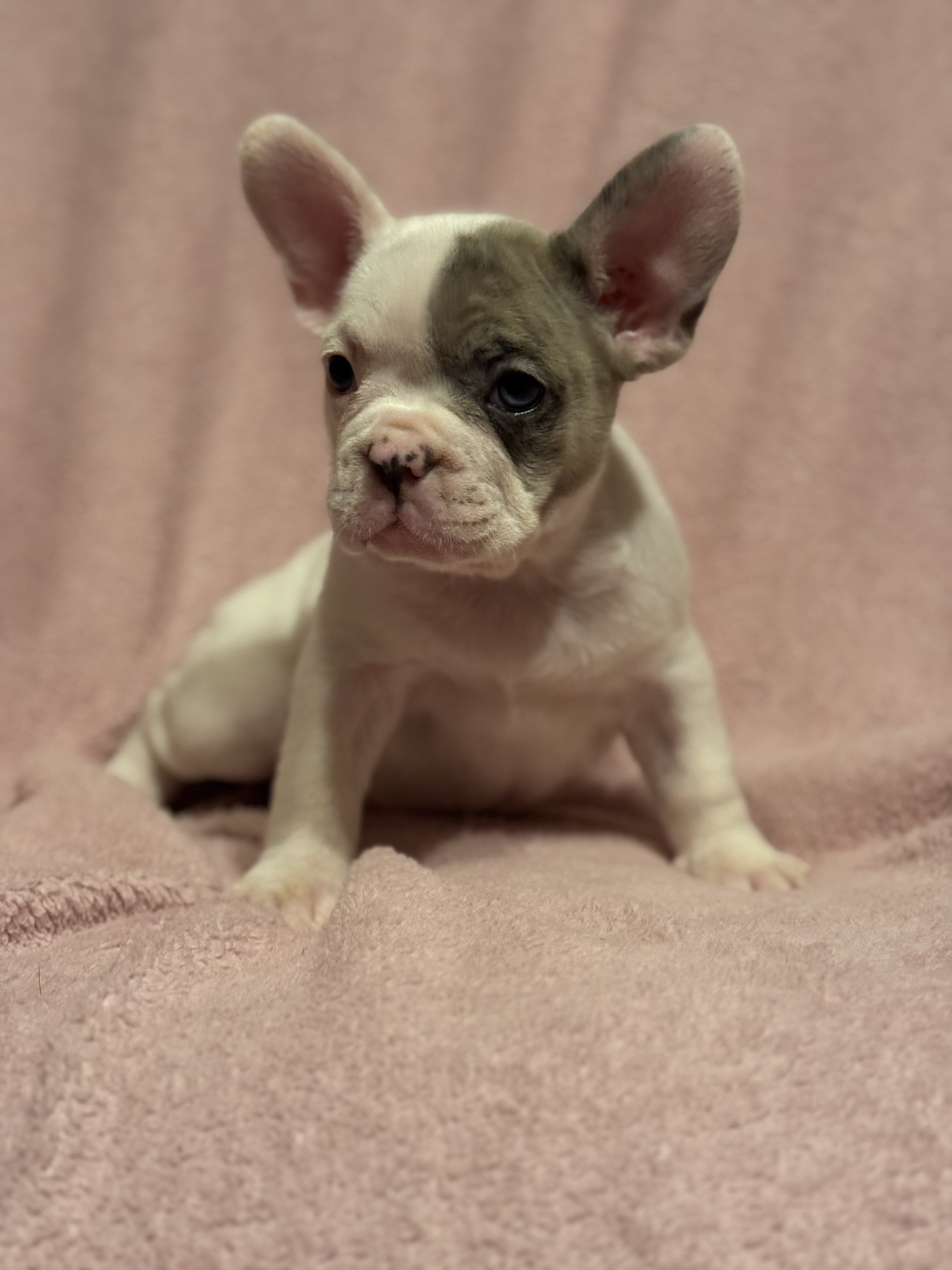 French Bulldog Puppies image 9