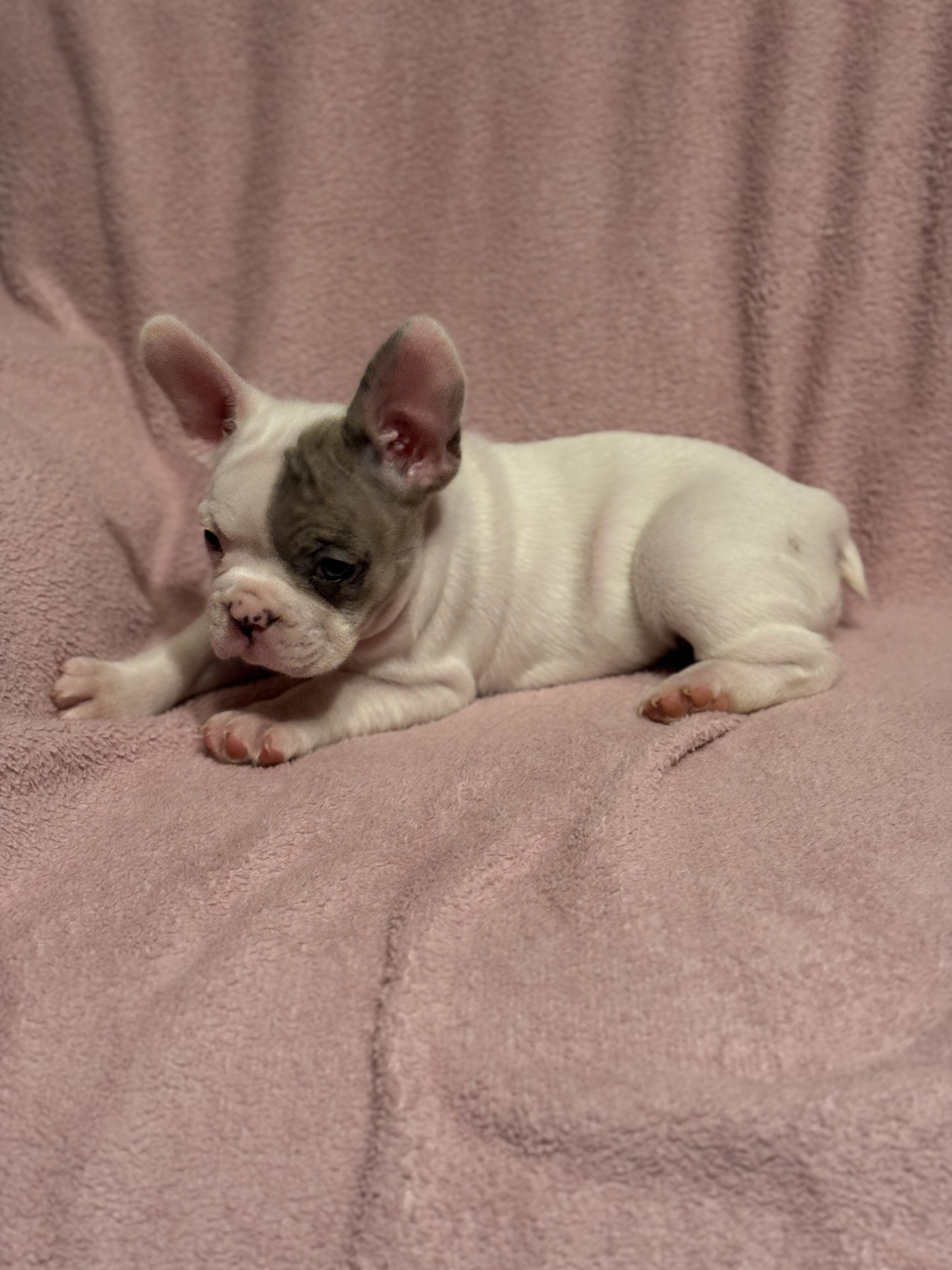 French Bulldog Puppies image 8
