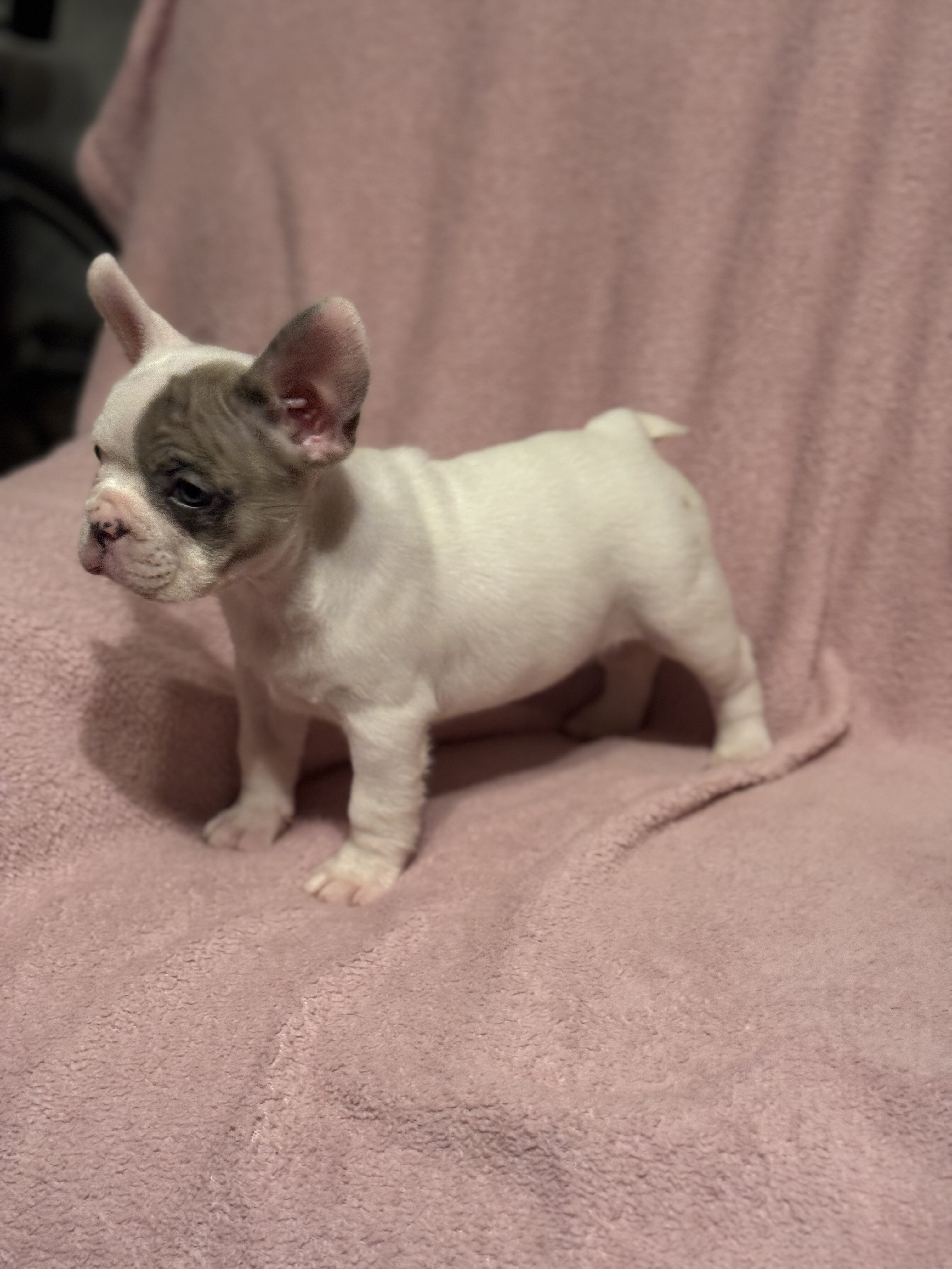 French Bulldog Puppies image 1
