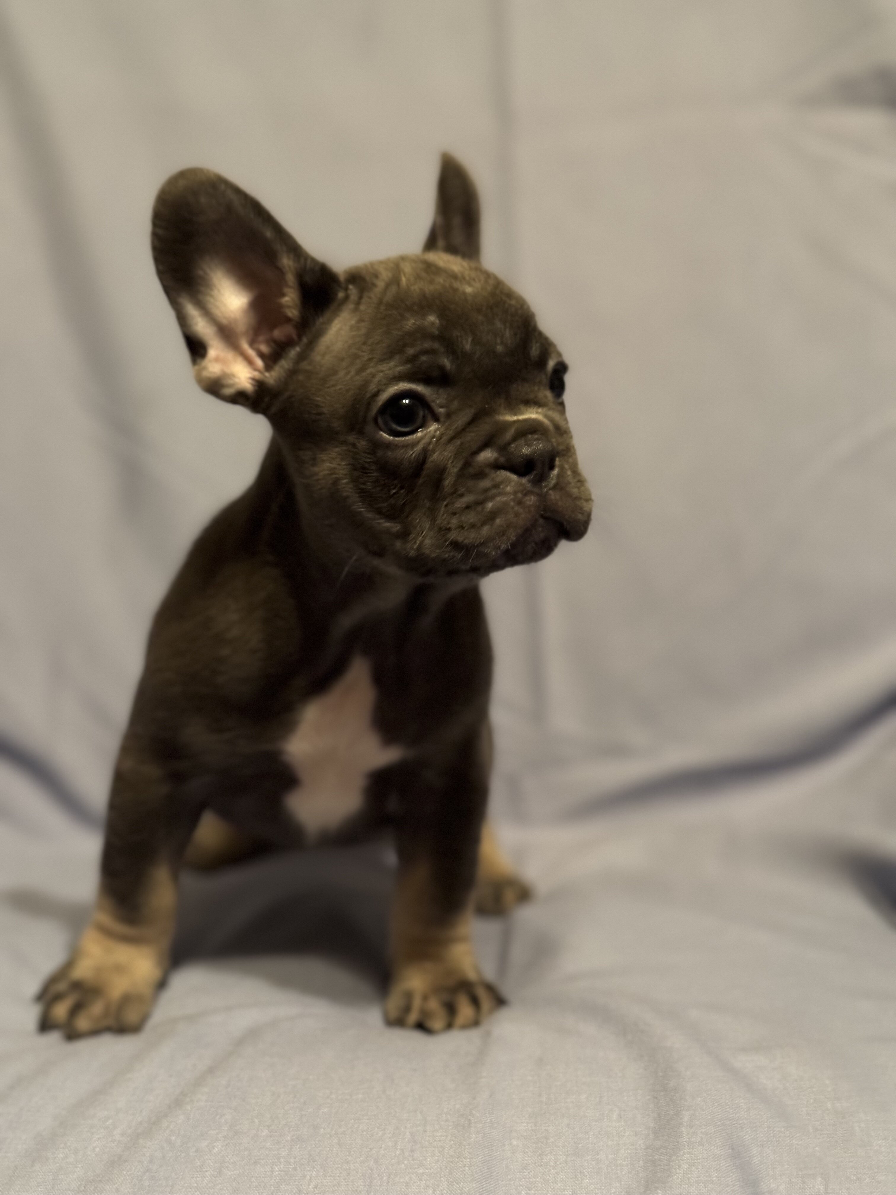 French Bulldog Puppies image 10