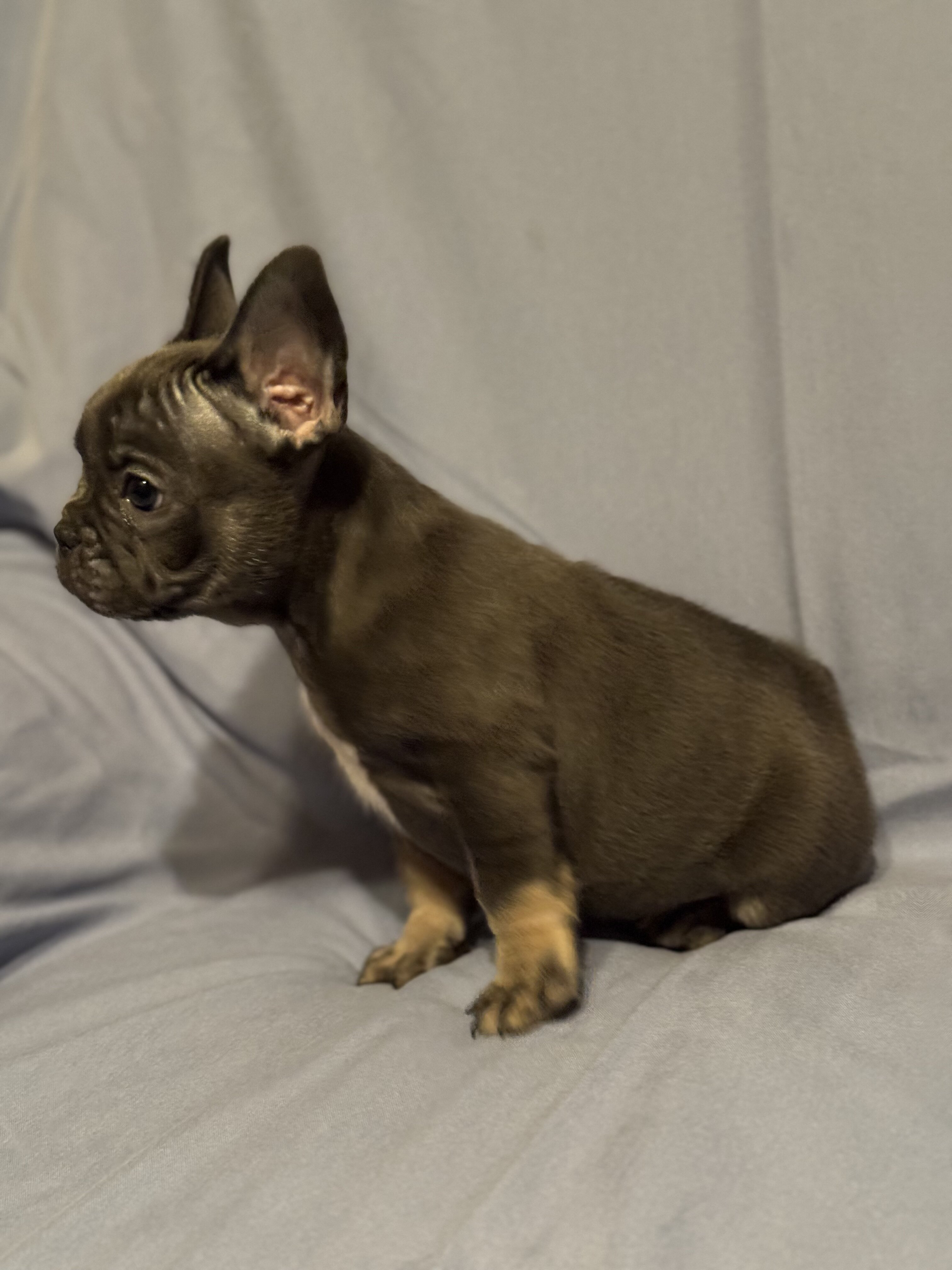 French Bulldog Puppies image 5