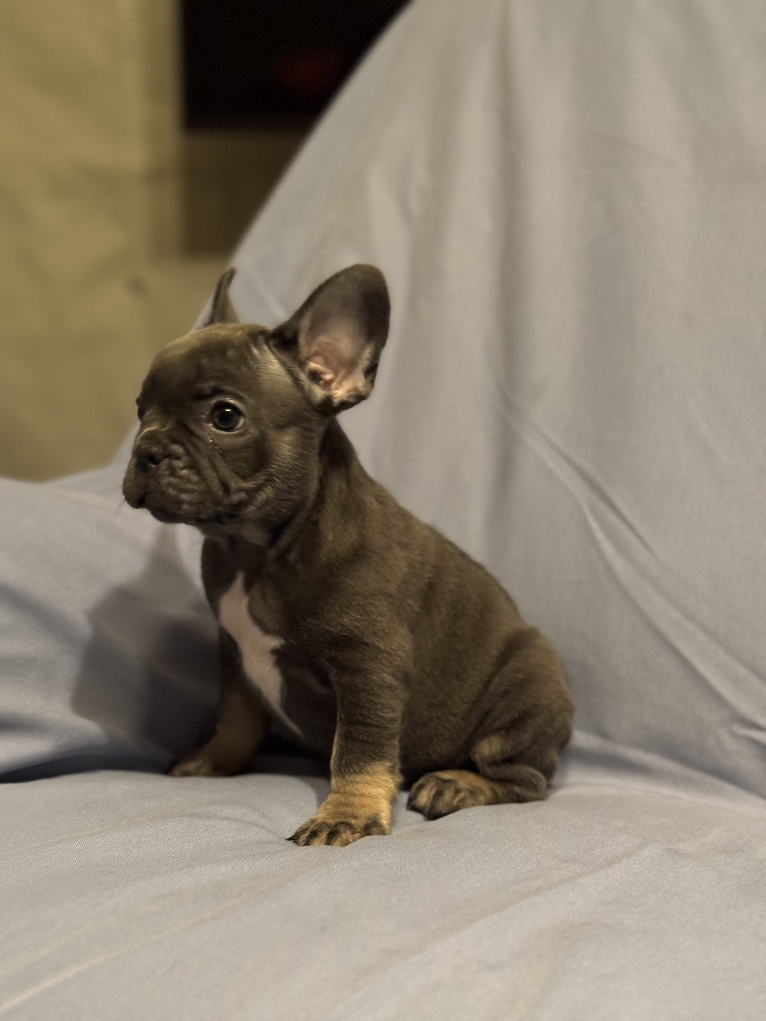 French Bulldog Puppies image 4