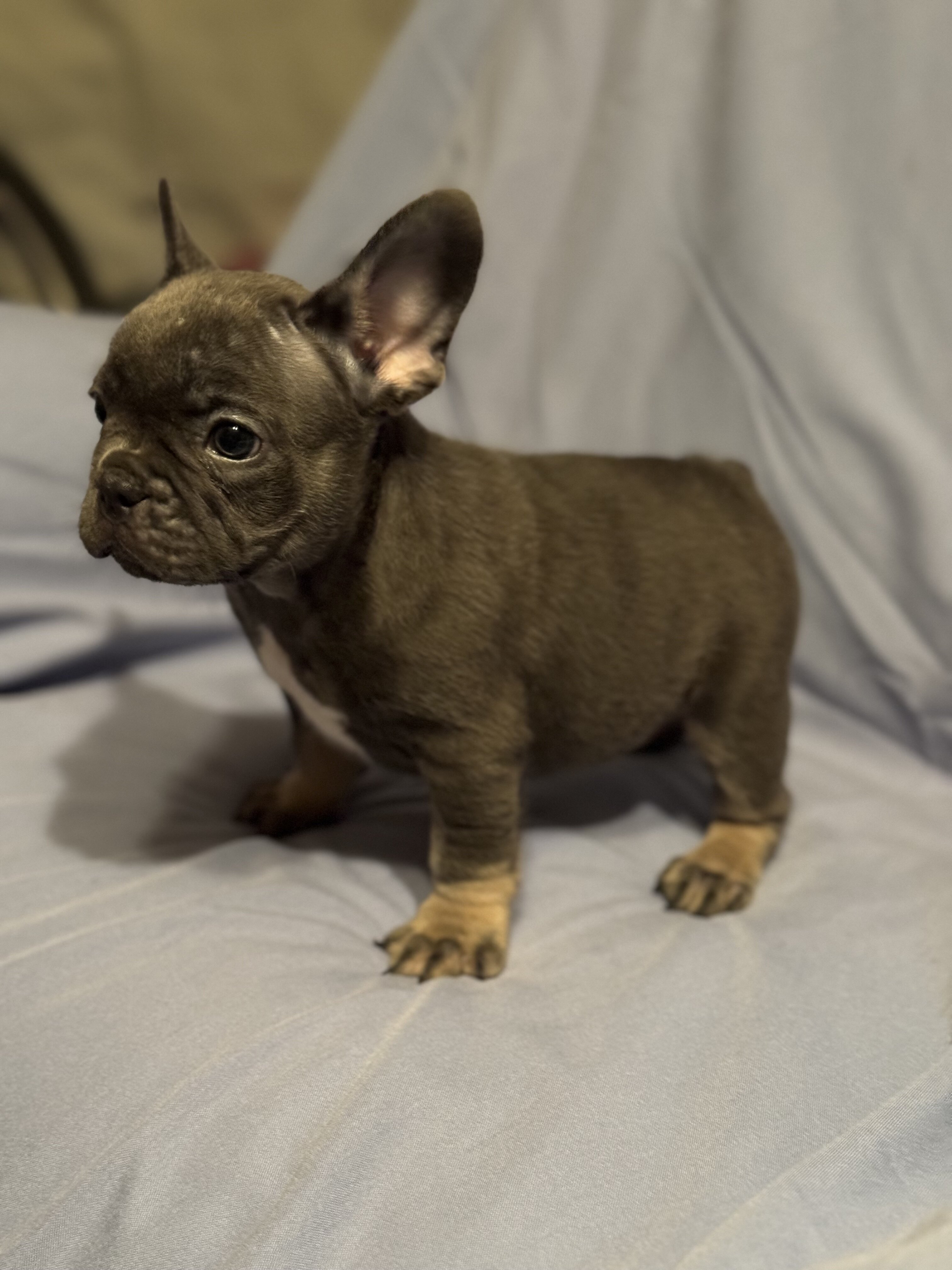 French Bulldog Puppies image 3