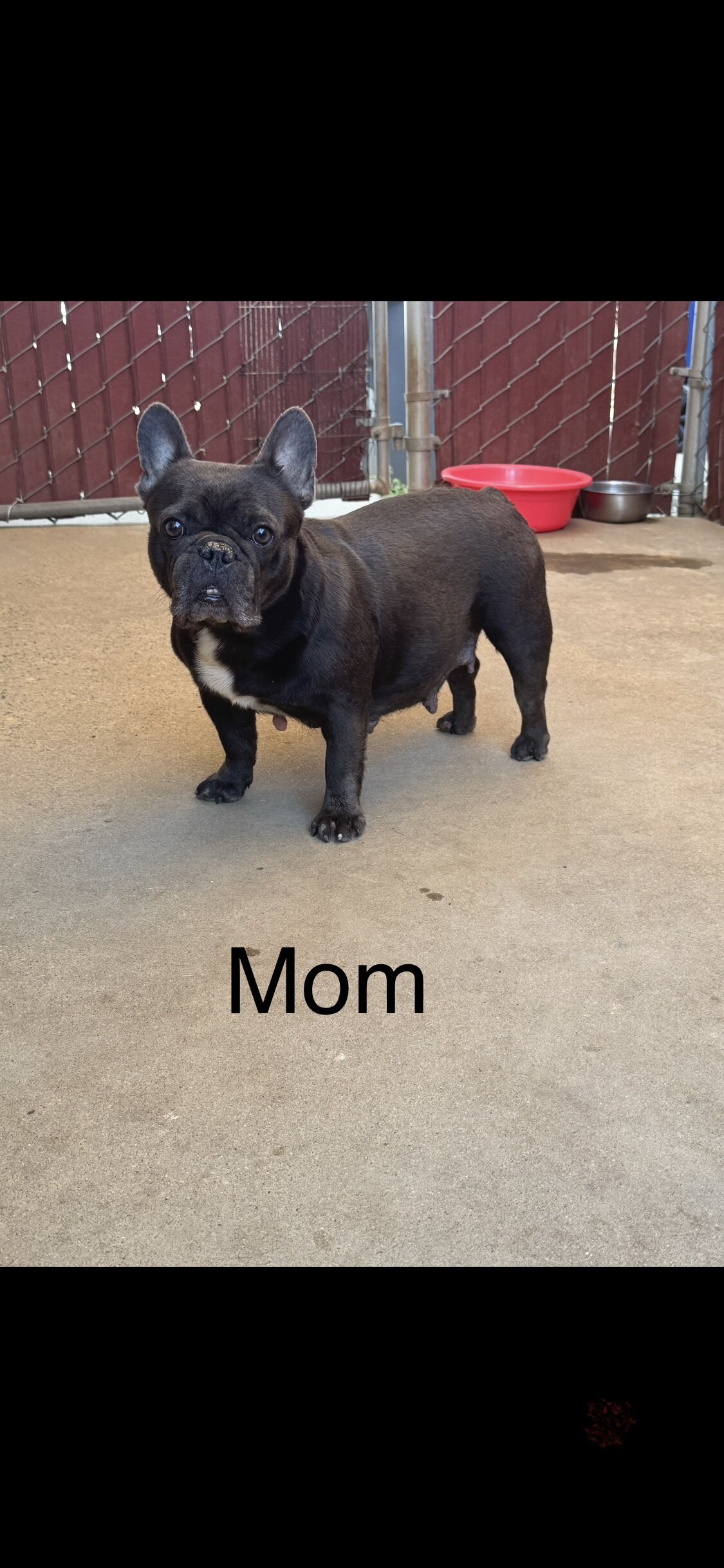French Bulldog Puppies image 6