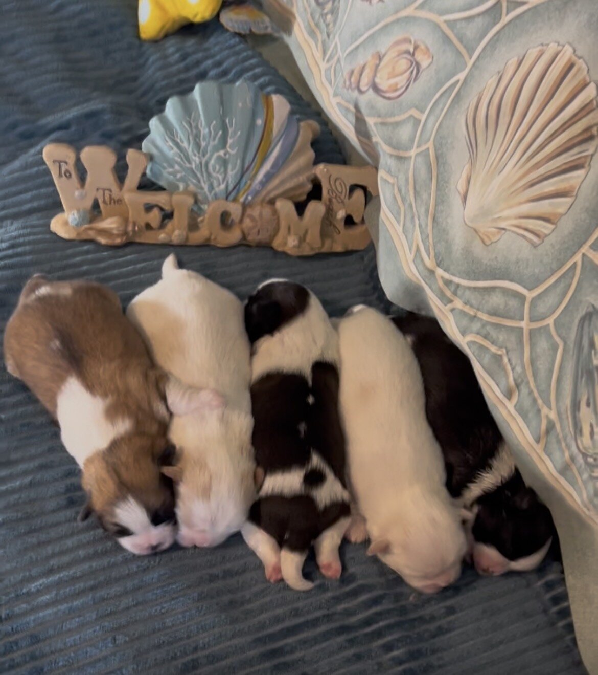 Adorable Shih Tzu puppies image 2