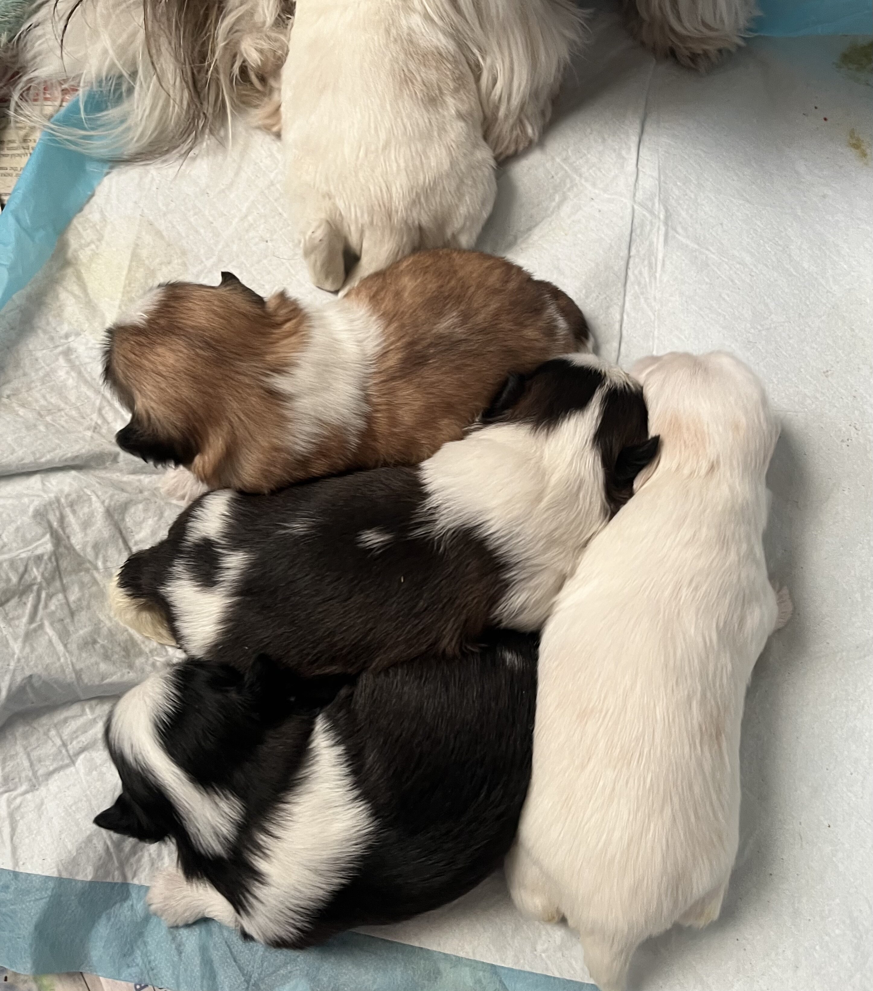 Adorable Shih Tzu puppies image 1