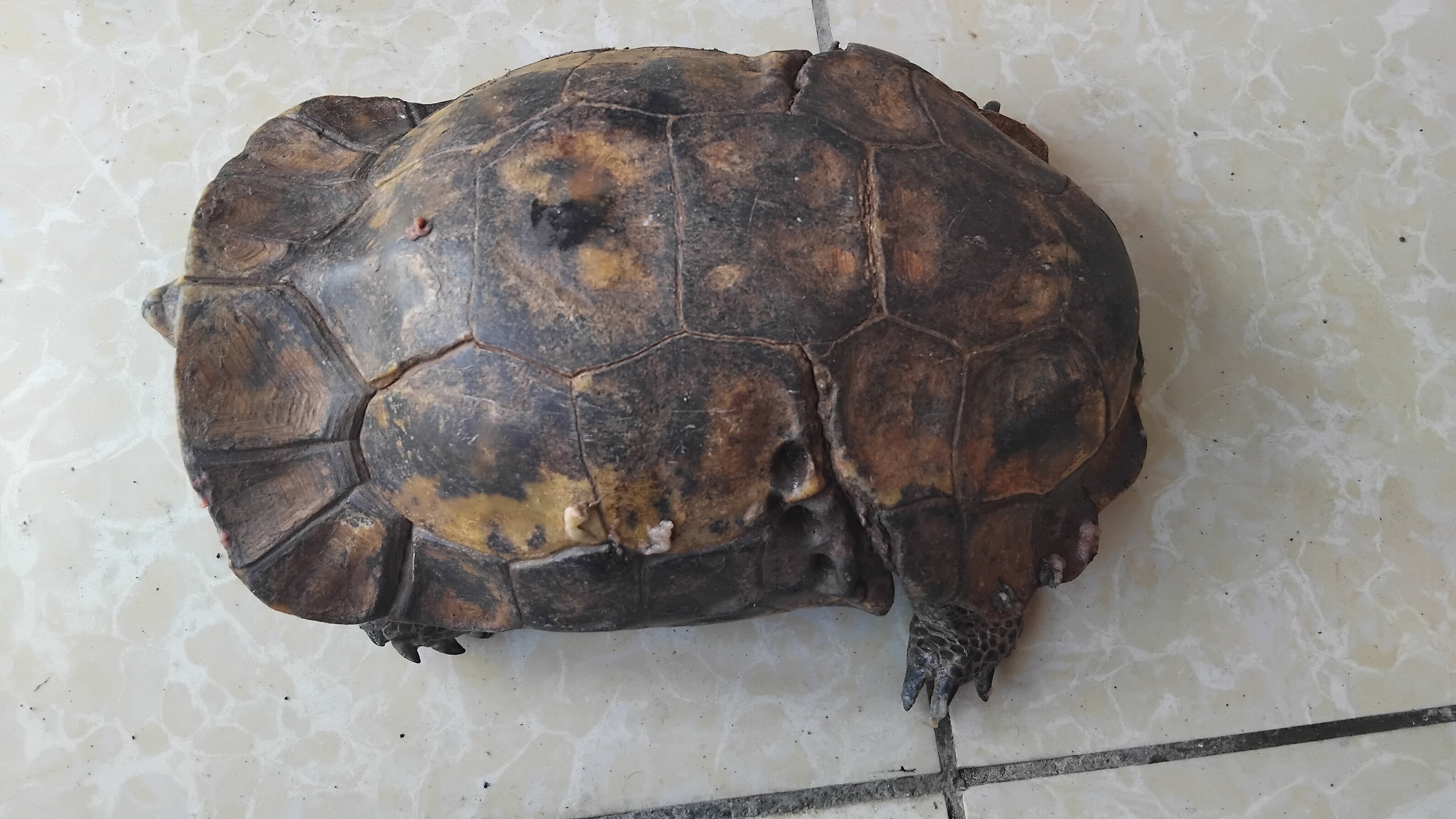 Over 30 years Female Tortoise for Sale image 3