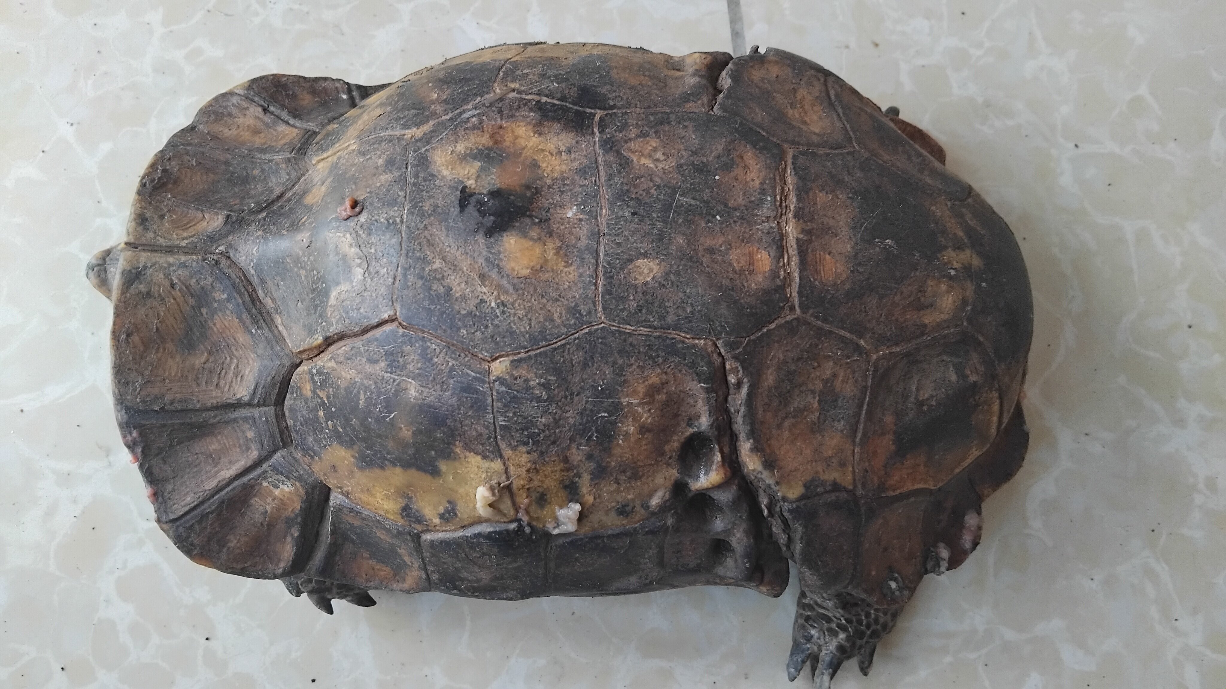 Over 30 years Female Tortoise for Sale image 2