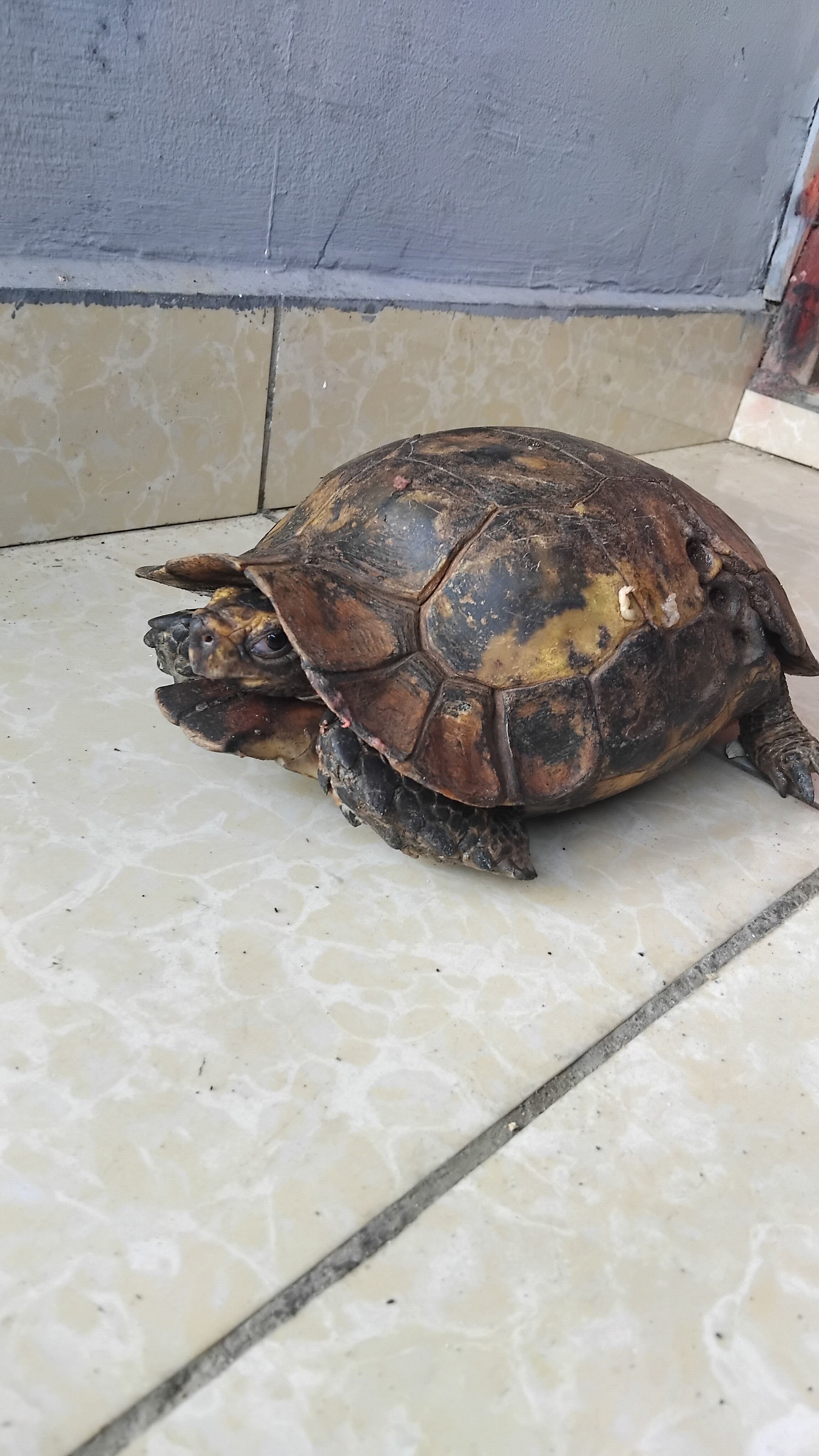 Over 30 years Female Tortoise for Sale image 1