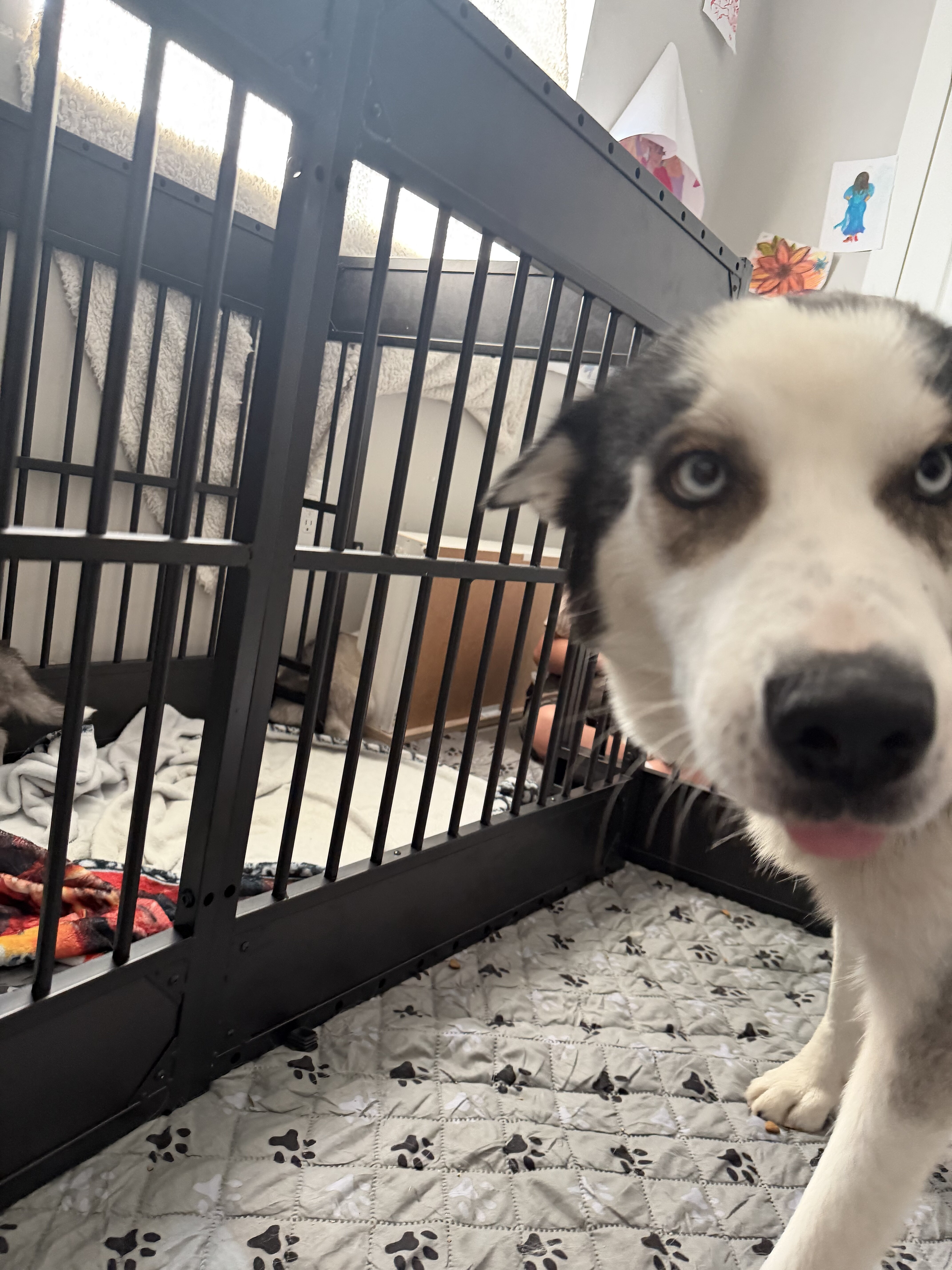 Siberian Husky Puppies – 8 Weeks Old image 9