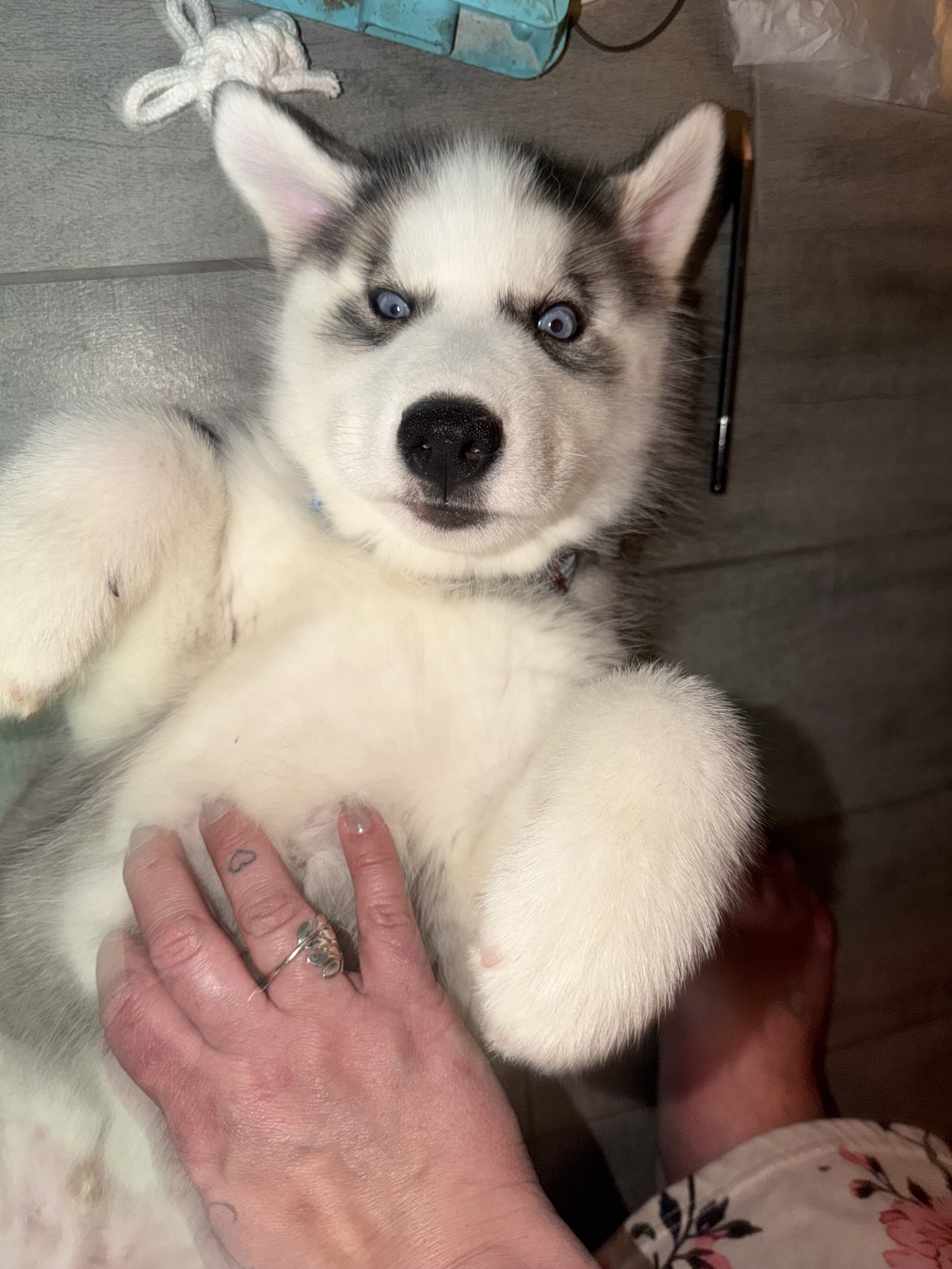 Siberian Husky Puppies – 8 Weeks Old image 7