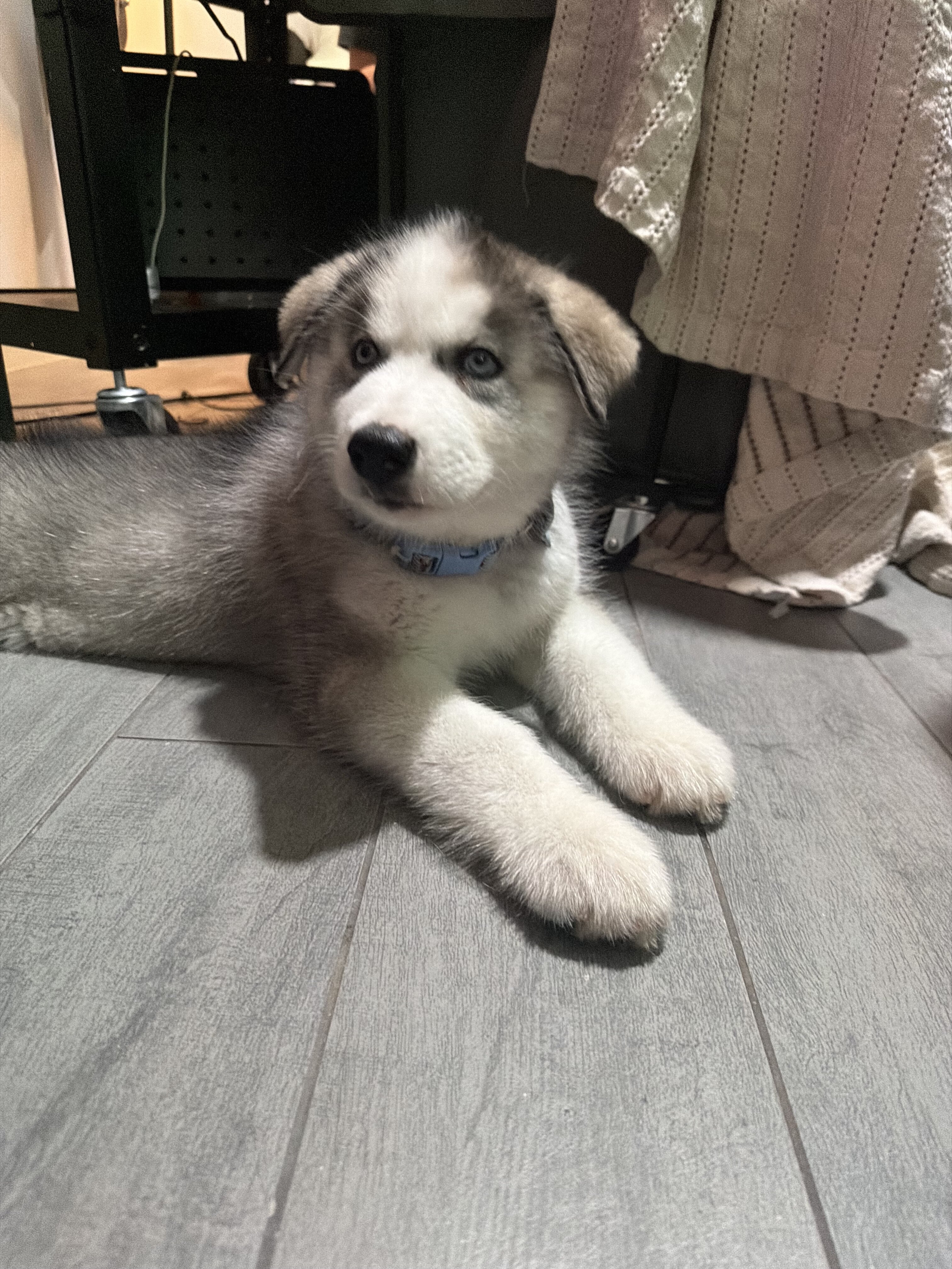 Siberian Husky Puppies – 8 Weeks Old image 8